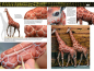 Preview: AK Learning Guide 14 - Painting Animal Figures (EN)