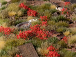 Red Flowers